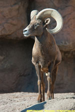 desert bighorn sheep ram